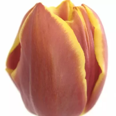 Tulipán EN DOBERMAN 40cm/28g