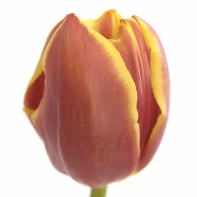 Tulipán EN DOBERMAN 34cm/34g