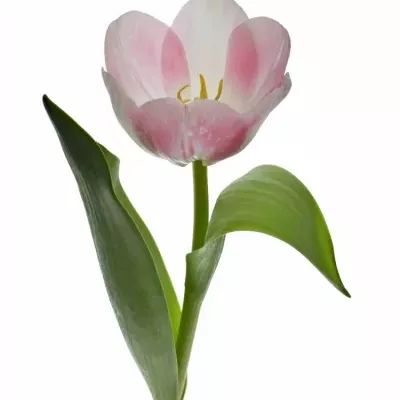 Tulipán EN DONATELLO 42cm/44g
