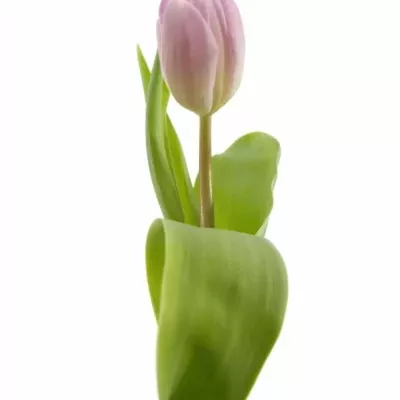 Tulipán EN DONNA