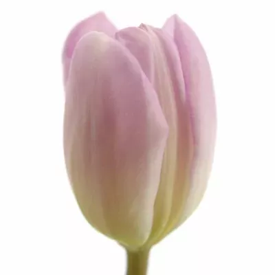 Tulipán EN DONNA 31cm/24g