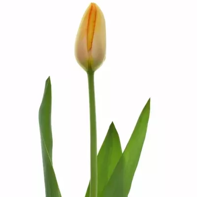 Tulipán EN DORDOGNE 65cm/78g