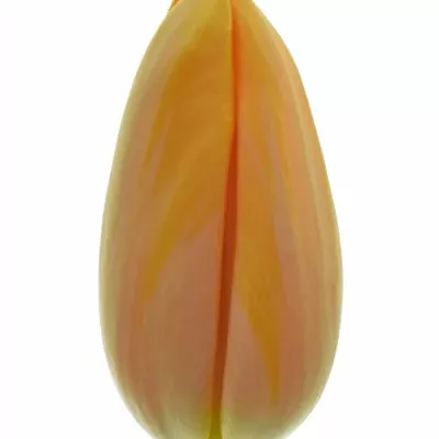 Tulipán EN DORDOGNE 65cm/78g