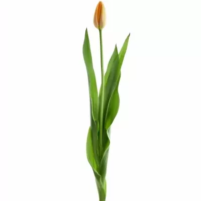 Tulipán EN DORDOGNE 65cm/78g