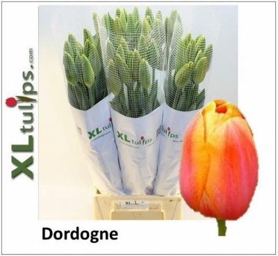 Tulipán EN DORDOGNE XL