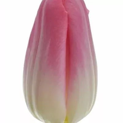 Tulipán EN DYNASTY 40cm/30g