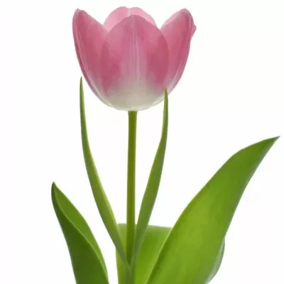 Tulipán EN DYNASTY 40cm/30g