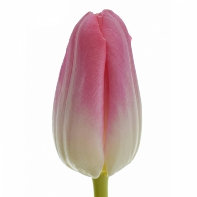 Tulipán EN DYNASTY