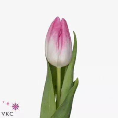 Tulipán EN EASTWOOD 35cm/40g