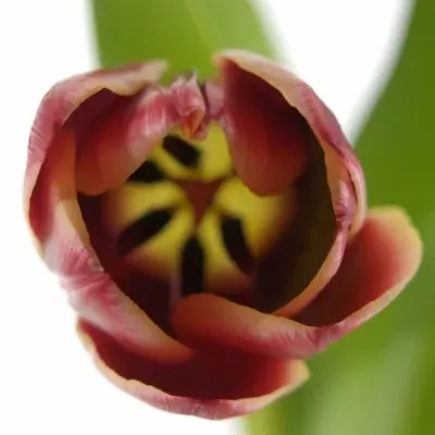 Tulipán EN EDITIE NL 