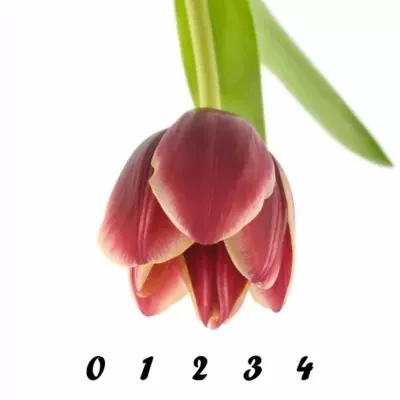 Tulipán EN EDITIE NL 