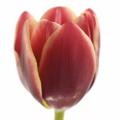 Tulipán EN EDITIE NL 40cm/30g