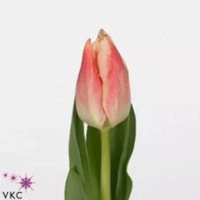 Tulipán EN EMPIRE 50cm/20g