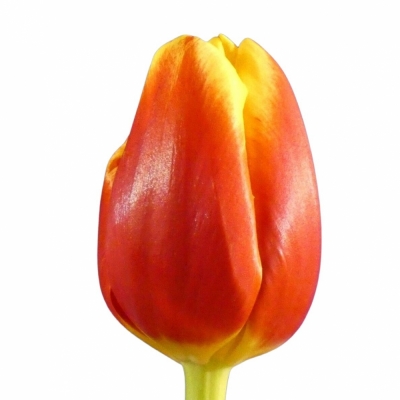 Tulipán EN ILE DE FRANCE 38cm / 35g