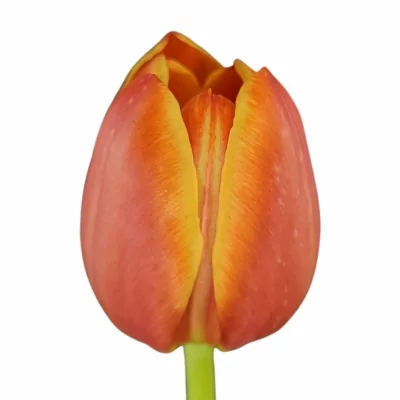 Tulipán EN ESTA BONITA 30cm/30g