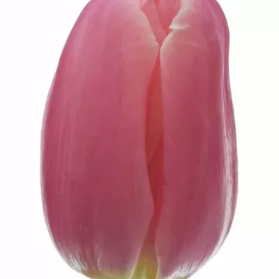 Tulipán EN FIRST CANDY 36cm/25g