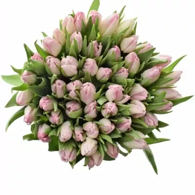 Tulipán EN FIRST CLASS