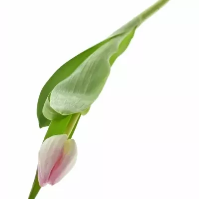 Tulipán EN FIRST CLASS