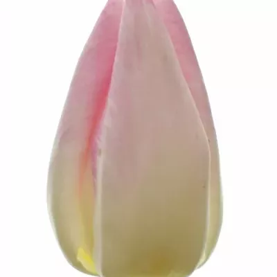 Tulipán EN FIRST CLASS