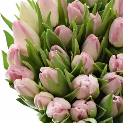 Tulipán EN FIRST CLASS