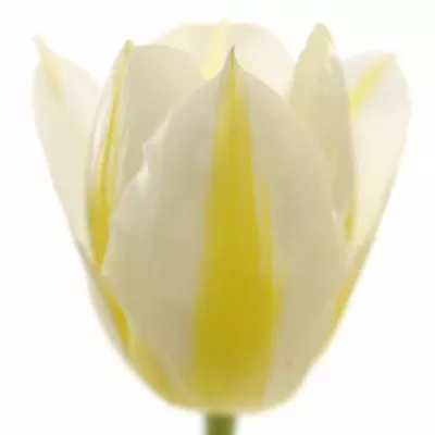 Tulipán EN FLAMING COQUETTE 38cm/32g