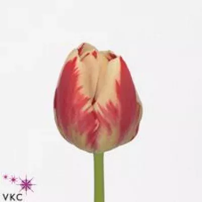 Tulipán EN FLAMING PROMINENCE