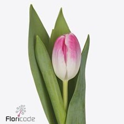 Tulipán EN FLORENCE 35 cm / 30 g