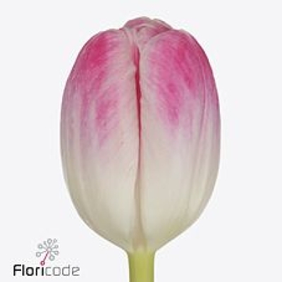 Tulipán EN FLORENCE