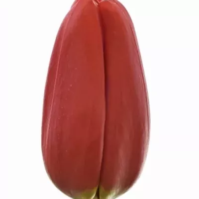 Tulipán EN FRIEND RED