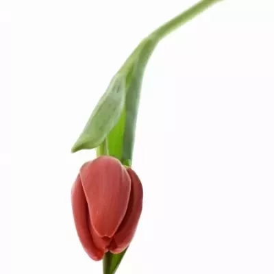 Tulipán EN FRIEND RED