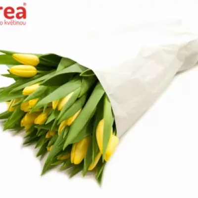 Tulipán EN FRIENDSHIP 1998