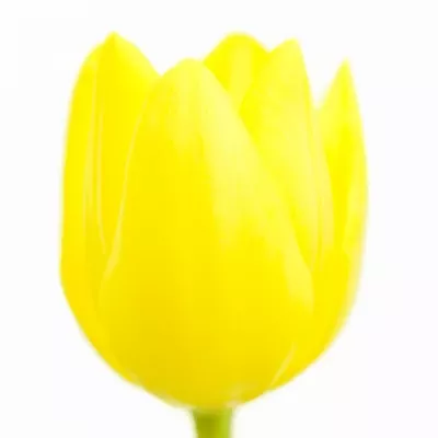 Tulipán EN FRIENDSHIP 1998 38cm/25g