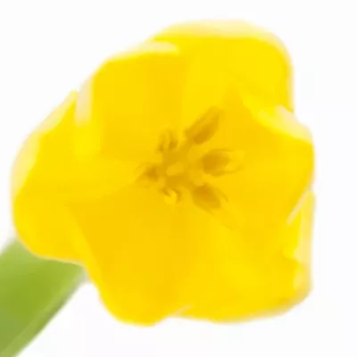 Tulipán EN FRIENDSHIP 1998