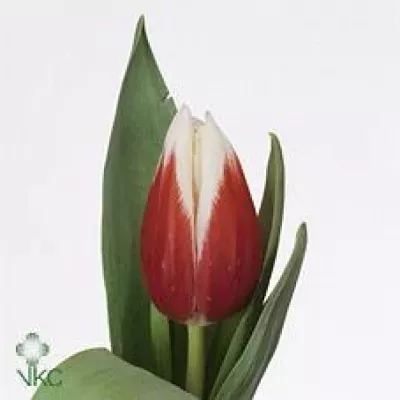 Tulipán EN FULL HOUSE 35cm/25g