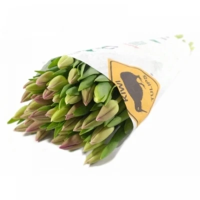 Tulipán EN FURAND PURPLE