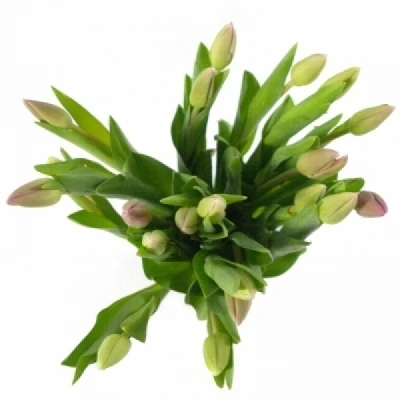 Tulipán EN FURAND PURPLE