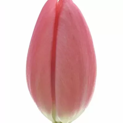 Tulipán EN FUSARINO 36cm/30g
