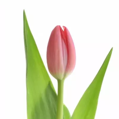 Tulipán EN FUSARINO