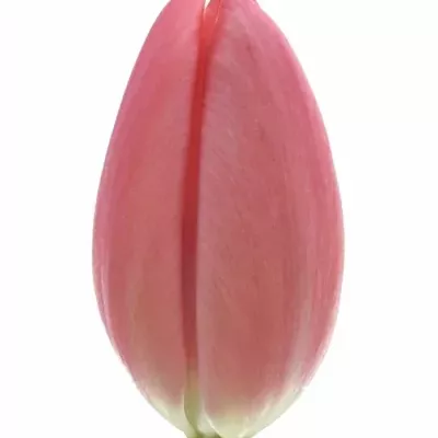 Tulipán EN FUSARINO