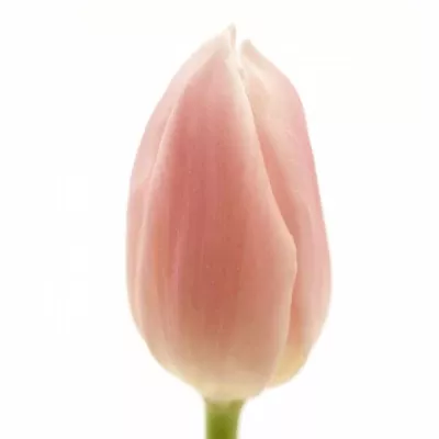 Tulipán EN GABRIELLA 34cm/26g