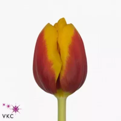 Tulipán EN GERRIT VAN DER VALK