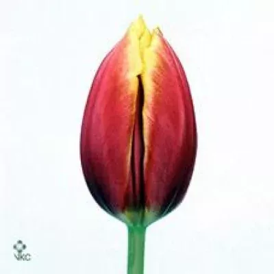 Tulipán EN GOLDEN FICTION 38cm/30g