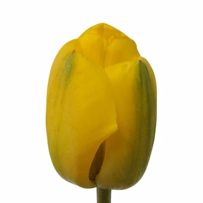 Tulipán EN GOLDEN PARADE 24cm/24g