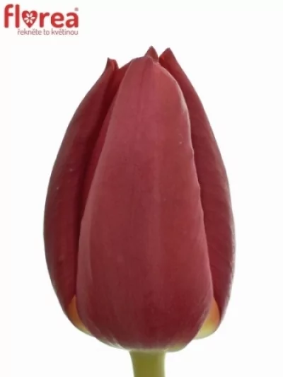 Tulipán EN HEARTBREAKER
