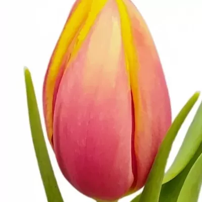 Tulipán EN HENNIE VANDER MOST