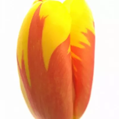 Tulipán EN HOLLAND QUEEN 36cm/27g