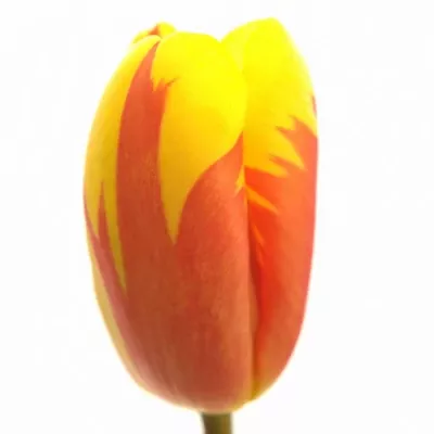 Tulipán EN HOLLAND QUEEN 36cm/27g