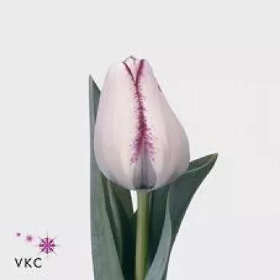 Tulipán EN HOTPANTS 40cm/35g