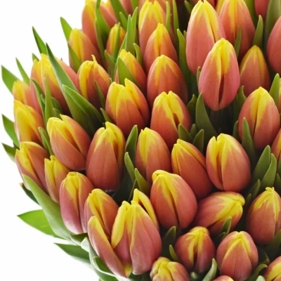 Tulipán EN JAN SEIGNETTE 