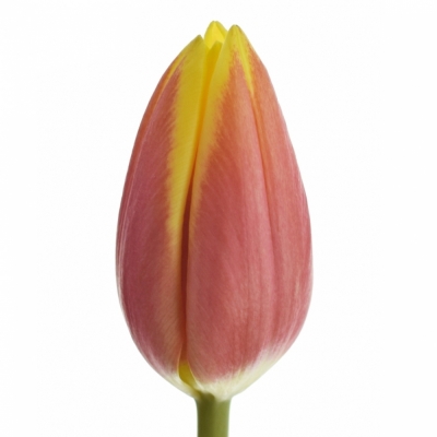 Tulipán EN JAN SEIGNETTE 